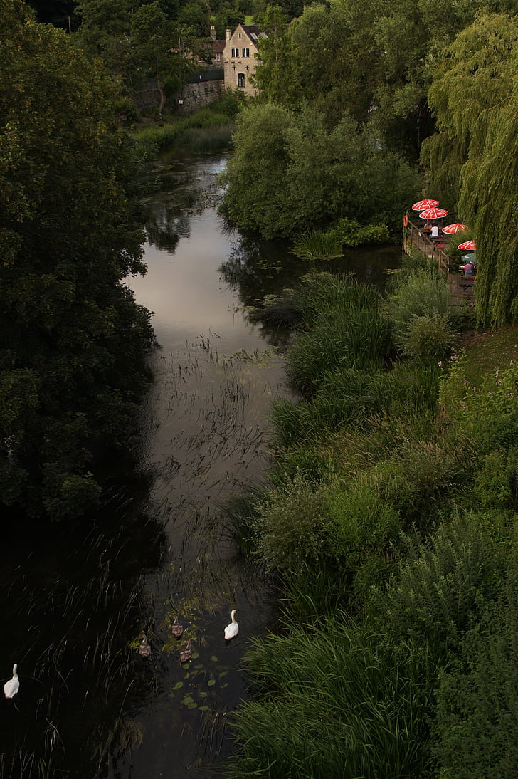 Avon, família de cigne, Anglaterra, abendstimmung, l'aigua, riu, Regne Unit