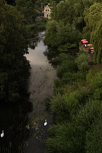 Avon, famiglia del cigno, Inghilterra, Abendstimmung, acqua, fiume, Regno Unito
