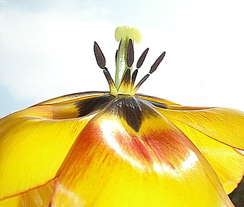 flower, tulip, yellow, pistil, blossomed, close, macro