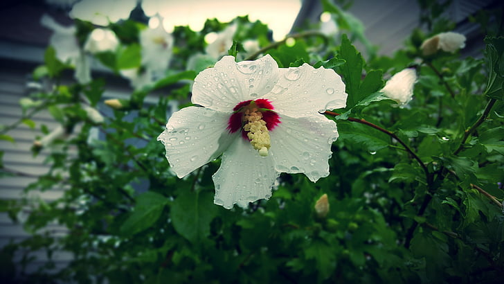bloom, flower, flower petals, green, petals, tree, white