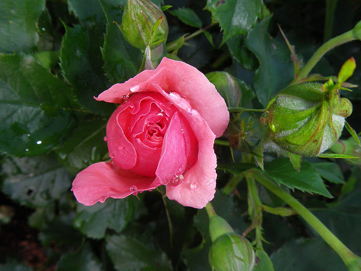 Rosa, Blüte, Bloom, Tropfen Wasser, Rosenblüte, Blume, Blatt