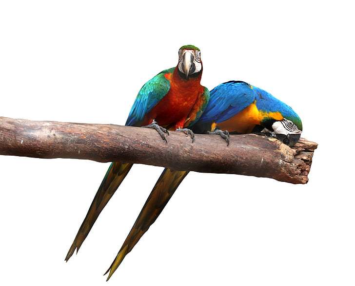 macaws op witte achtergrond, vogels, kleurrijke, happen, Canindé