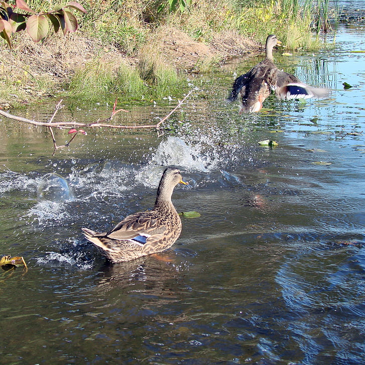 патица, плаващи, дива природа, зеленоглава патица, водолюбивите птици, крило, перо
