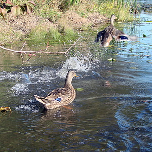 duck, flying, wildlife, mallard, waterfowl, wing, feather