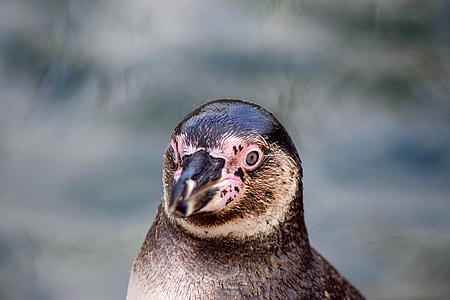 pinguino di Humboldt, testa, pinguino, bird park marlow