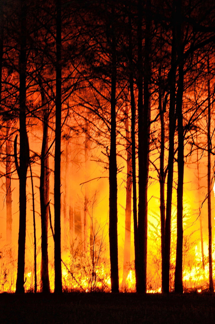 meža ugunsgrēks, koki, daba, uguns, meža, naktī, vide