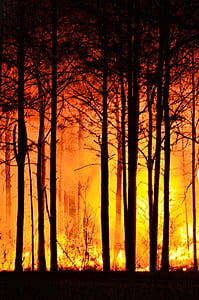 森林火灾, 树木, 自然, 消防, 森林, 晚上, 环境