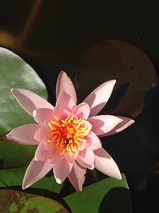 water lily, plant, flower, nature, teichplanze