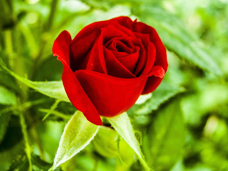 Rosa, vermell, rosa vermella, flor, pètals, natura, Rosa - flor