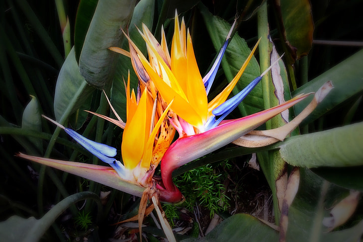 uccello del paradiso, fiore, orchidea, colori, Botanico, Colore, pianta
