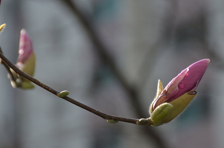 Magnolia, kasvit, kukat