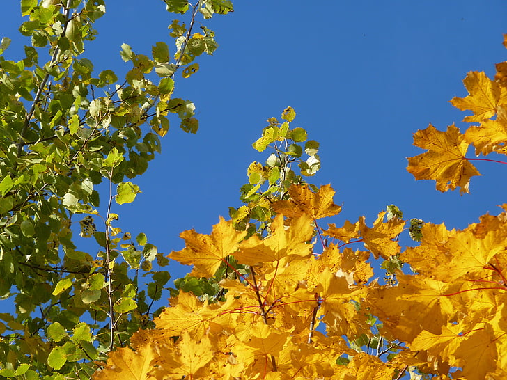 drevo, breza, javor, rumena, zelena, padec listje, jeseni