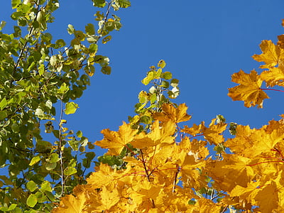 fa, nyír, juhar, sárga, zöld, őszi lombozat, ősz