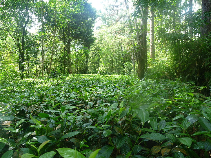 djungel, naturen, te, Ceylon, regnskog