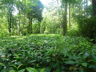 Jungle, nature, thé, Ceylan, forêt tropicale