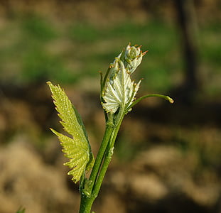 vin blad, grön, liten, Anläggningen, våren