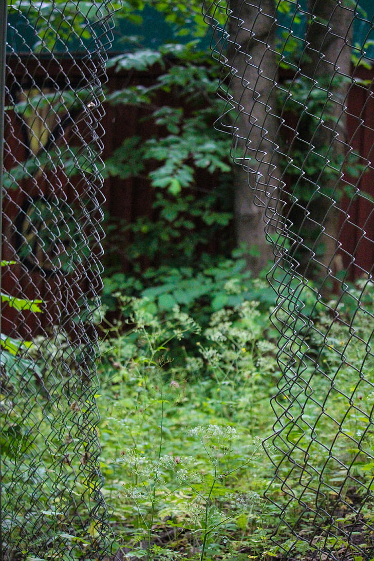 fence, forest