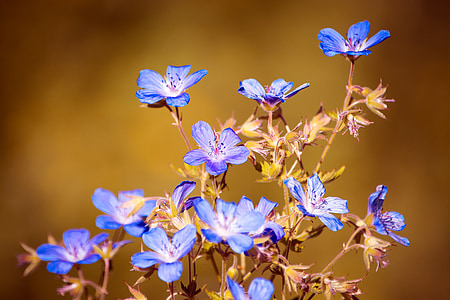 Blumen, Natur, Blau, Flora, wilde Blumen, Wildpflanze, Anlage