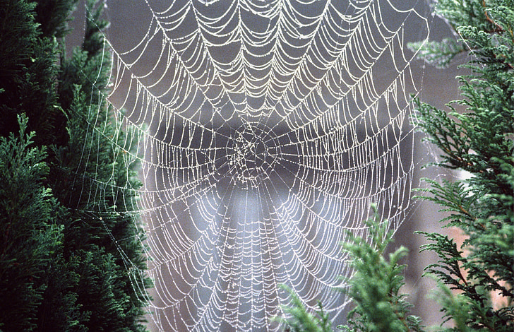 zirnekļa tīkls, Rasa, morgentau, migla, tīkls, zirneklis, zirnekļa tīkls