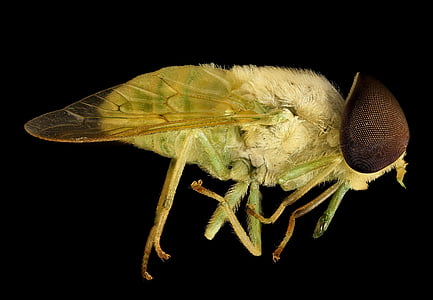 Horse fly, makro, kukainis, aizvērties, acs, savvaļas dzīvnieki, daba