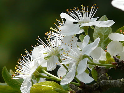 flor de ameixa, ameixa, flor, flor, árvore, Primavera, Branco