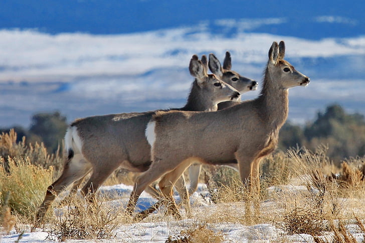 jelen mule, DOE, stádo, voľne žijúcich živočíchov, Príroda, uši, tráva