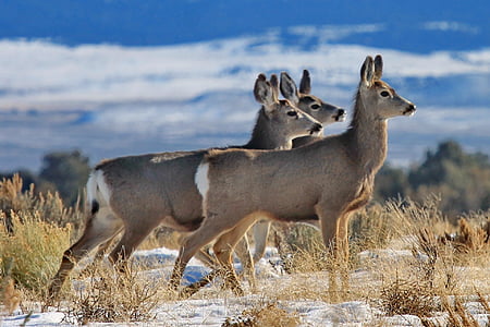 mule deer, doe, herd, wildlife, nature, ears, grass