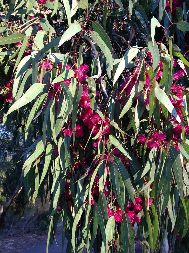 pohon karet, mekar, bunga, Bush, musim semi, Australia