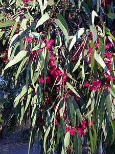 pohon karet, mekar, bunga, Bush, musim semi, Australia