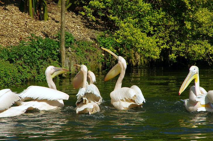 Pelikanai, zoologijos sodas Lilis, pelecanidae, paukštis, skalė, sparnai, baltas paukštis