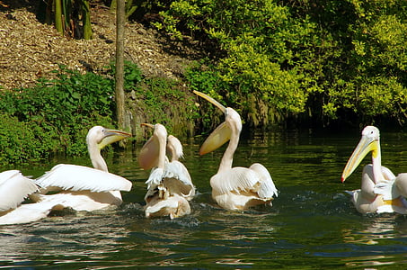 pelikaner, Zoo lille, pelecanidae, fugl, skala, vinger, hvid fugl
