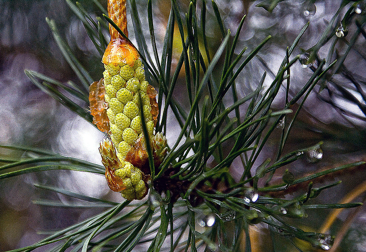 Pine, mannelijke bloem, dennennaalden, iglak, tak, natuur, plant
