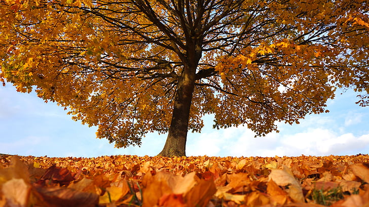 podzim, strom, na podzim, krajina, parku, Les, Příroda