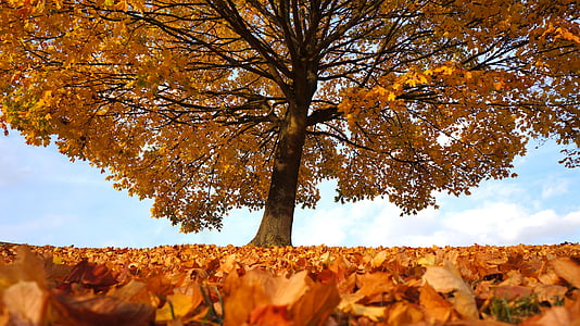 Herbst, Baum, fallen, Landschaft, Park, Wald, Natur