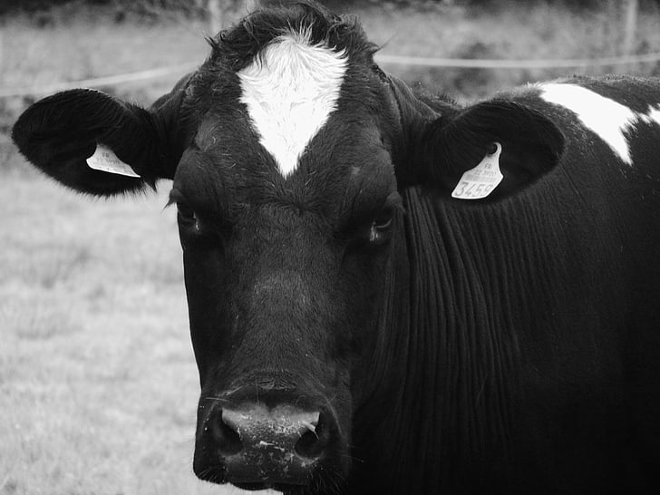 крава, Портрет, животни, животните, едър рогат добитък, природата, ферма