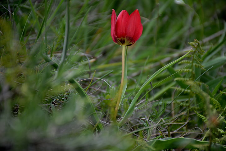 Turquía, Gümüşhane, Süleymaniye, primavera, Anemon manisa, rojo, flor