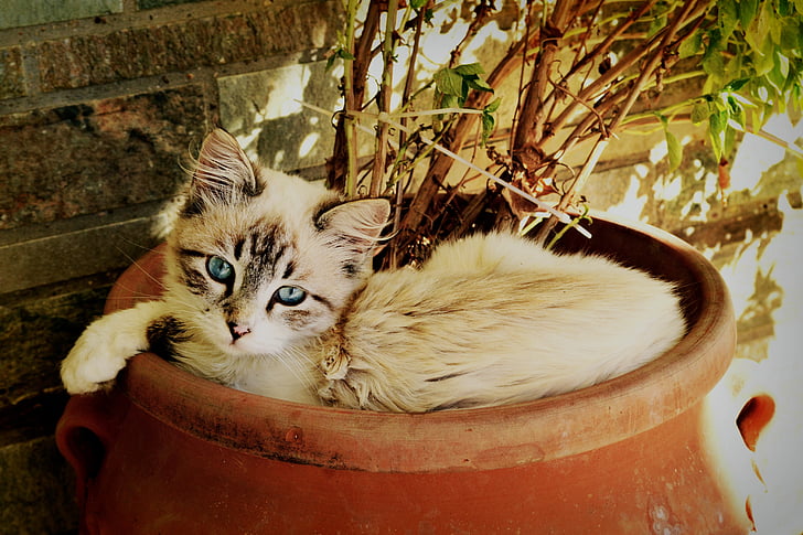 γατάκι σε κοιτάζω, όμορφη γάτα, PET πορτραίτο, Χαριτωμένο, Τριχωτή, Γλυκό, υπέροχο
