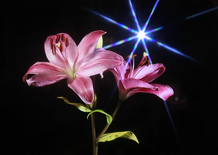 Lily, bunga, merah muda, bintang, cahaya, lensa suar, alam