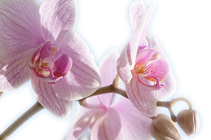 orchidėja, rožinė, uždaryti, žiedų, žydėti, augalų, Gamta