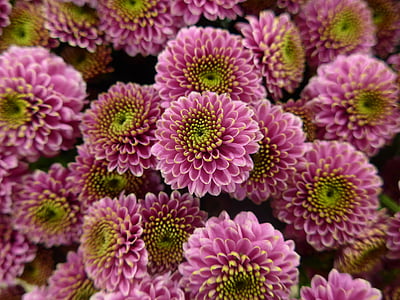 krysanteemi, kukka, violetti, vihreä, kukat, kukkakaupat, Violet