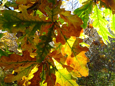 foliage, autumn, autumn gold, yellow leaves, gold