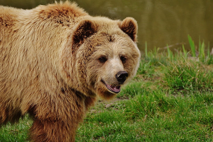 medvěd, Wildpark poing, medvěd hnědý, divoké zvíře, zvíře, nebezpečné, Zoo