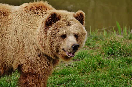 Bjørn, Wildpark poing, brun bjørn, vilde dyr, dyr, farlige, Zoo