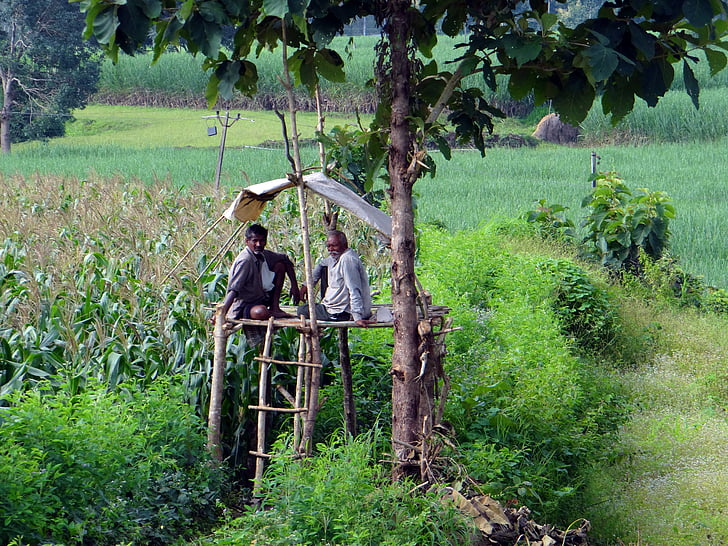 kukurūzų laukuose, ūkio ešeriai, ūkio žiūrėti, ūkininkai, Vakarų Ghaty, kalvos, Indija