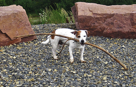 dog, batons, floor, jack russel, on the go, strong, courageous