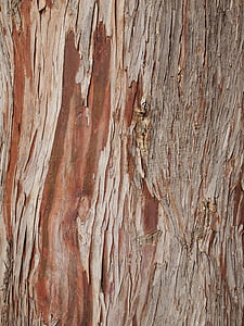 tree, bark, wood, nature, texture, trunk, cracks