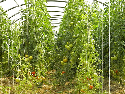 AMAP, Agriculture, Bio, tomates