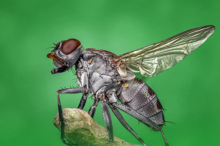 Домашна муха, лети, макрос, насекоми, природата, борба с вредителите, бъг