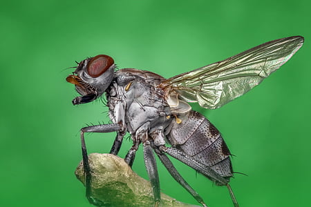 housefly, lentää, makro, hyönteinen, Luonto, Pest, bug