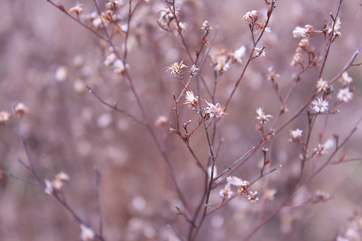 Есен, Ye Тиен, сухи цветя, растителна, малки пресни, отдолу, природата